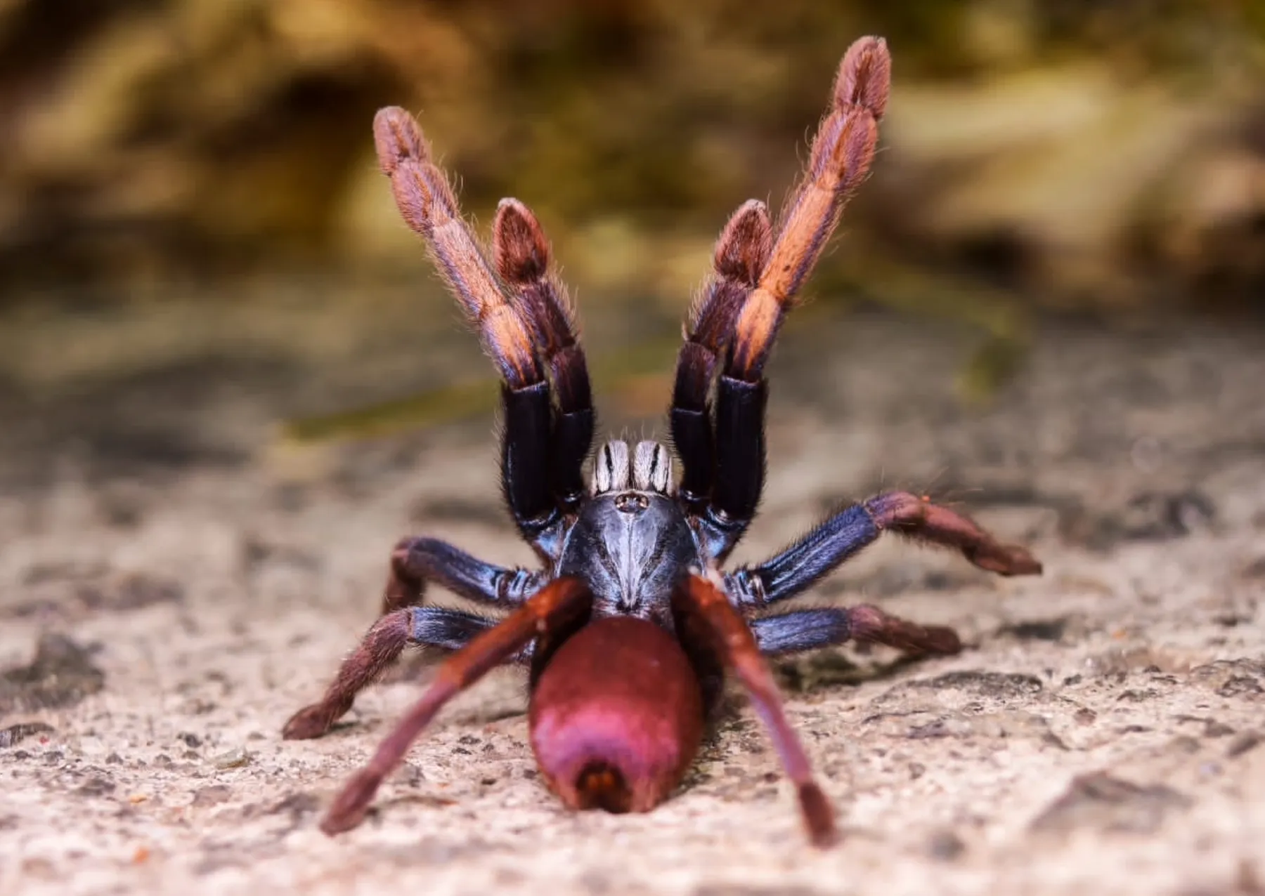 μια αράχνη με άγρια ​​χρώματα