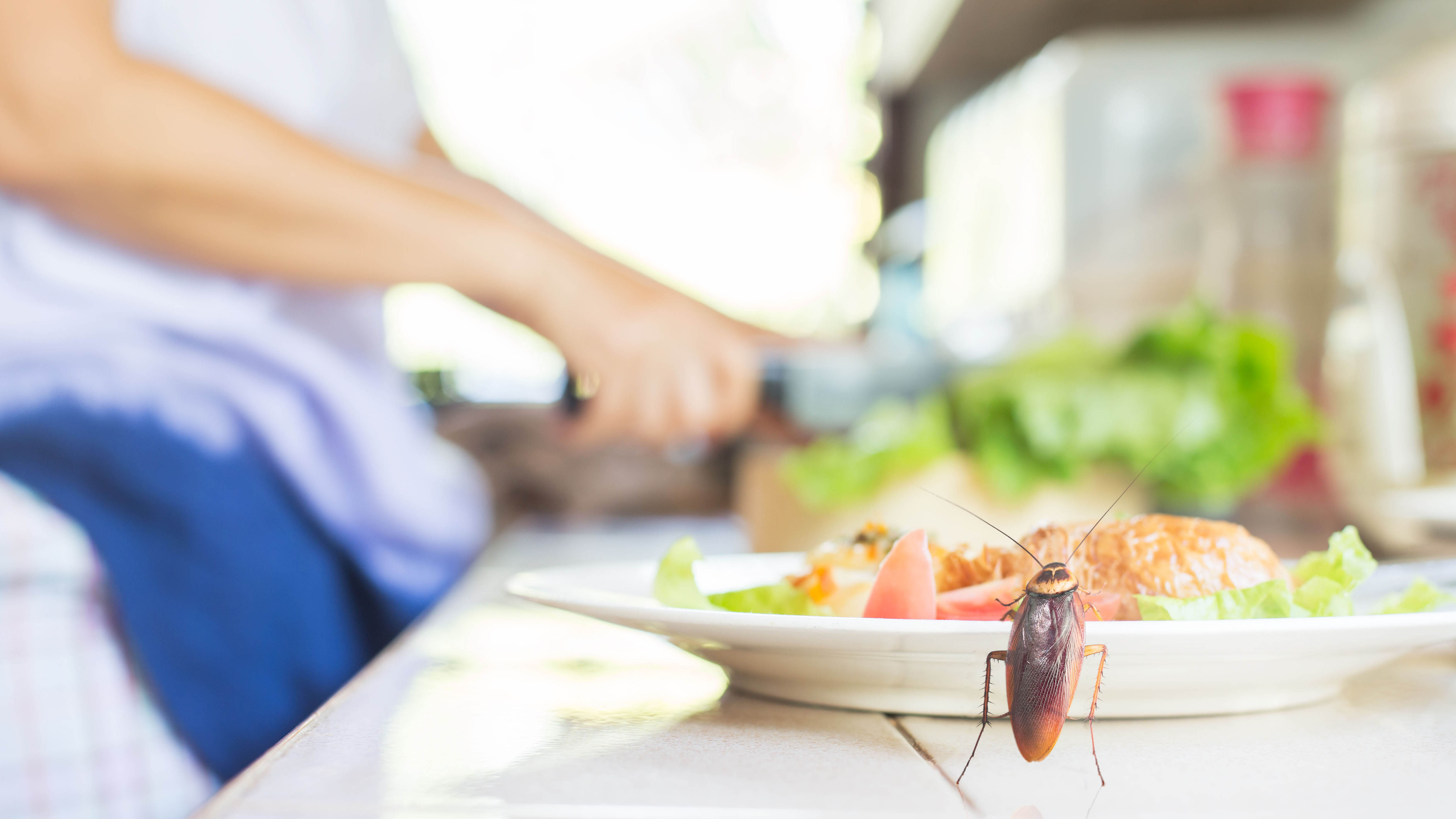 Ένας κατσαρίδα που τρώει από ένα πιάτο στην κουζίνα