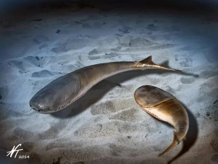 Πώς ένα παγκόσμιο πάγωμα πριν από 445 εκατομμύρια χρόνια άλλαξε τη ζωή για πάντα