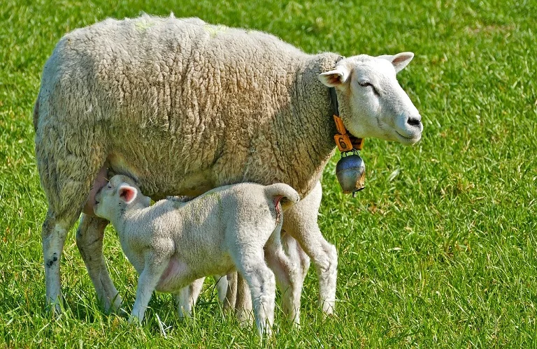 ευλογιά προβάτων