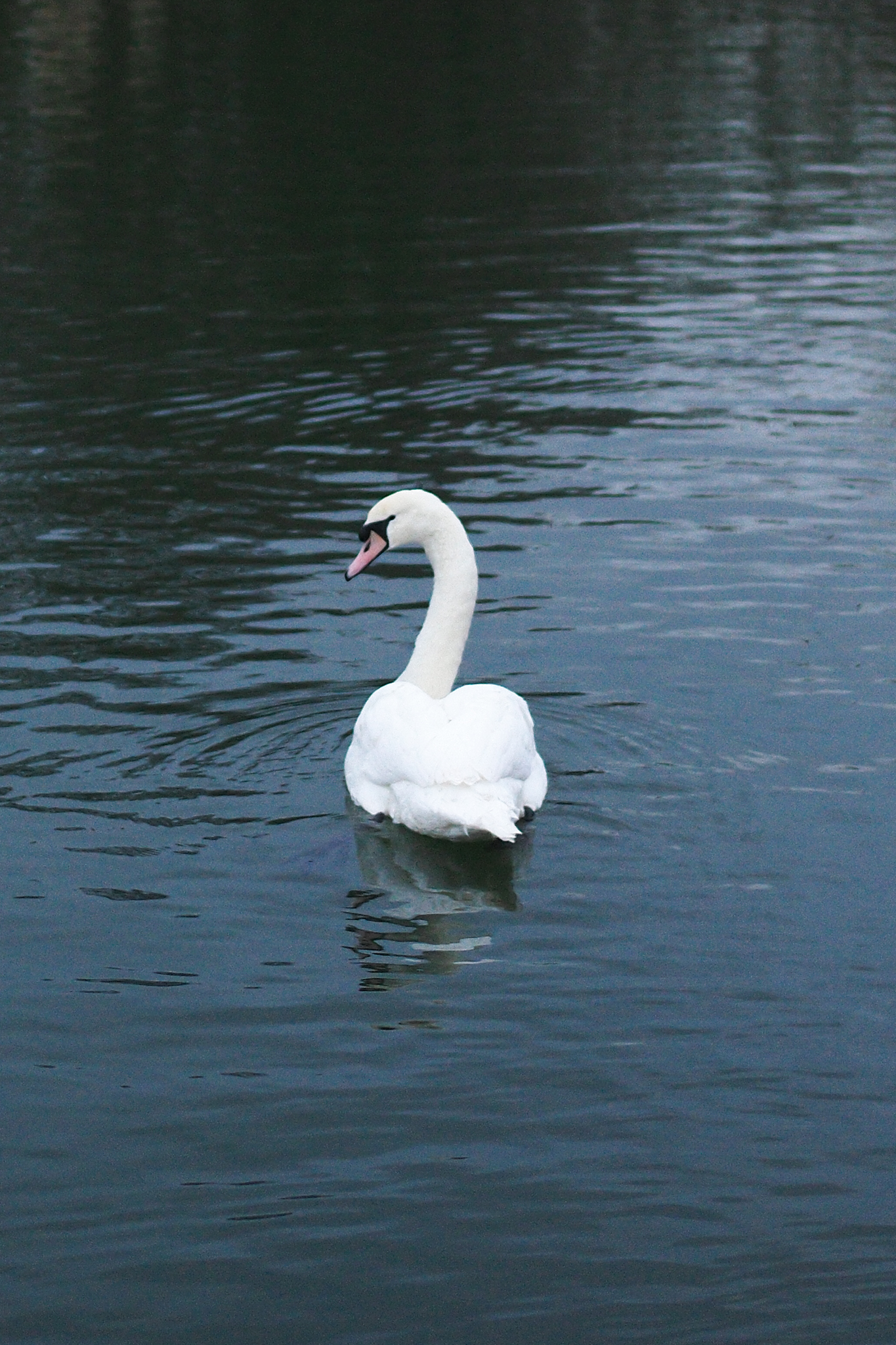 Ανακάλυψα το αμφιλεγόμενο Leica M EV1: Γιατί προτιμώ τον αγαπημένο μου με 4,5 αστέρια! Μια φωτογραφία τραβηγμένη σε κάμερα Leica M EV1
