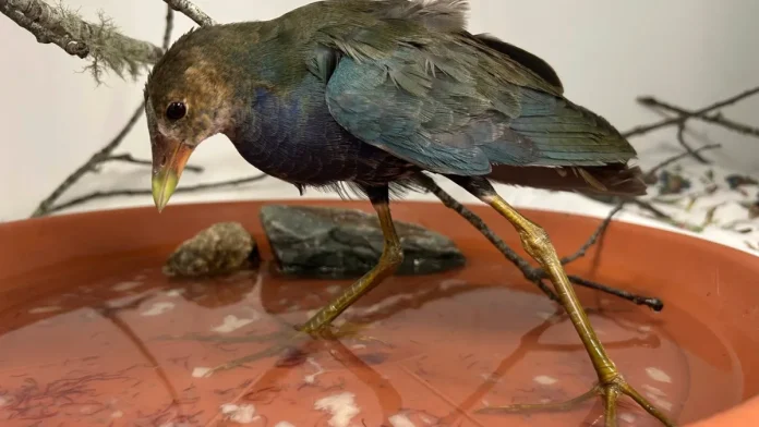 Ένα πουλί με γιγάντια πόδια εμφανίστηκε σε μια αυλή της Μασαχουσέτης. Δεν ανήκε εκεί.