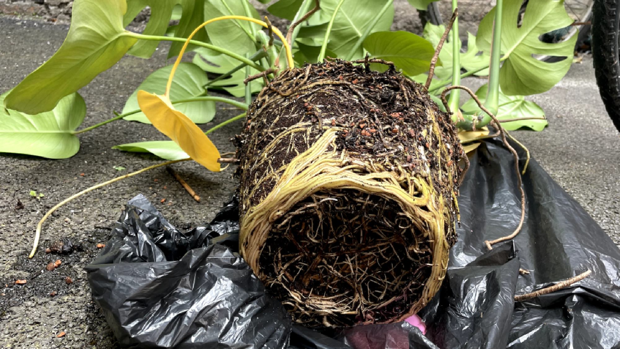 Ελβετικό τυρί από γλάστρα