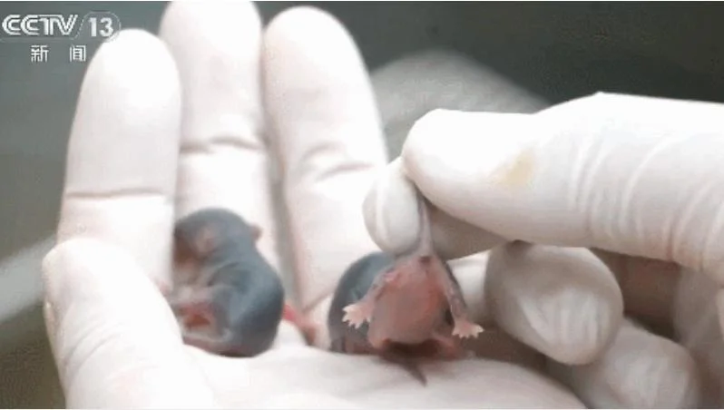 ποντίκια διάστημα