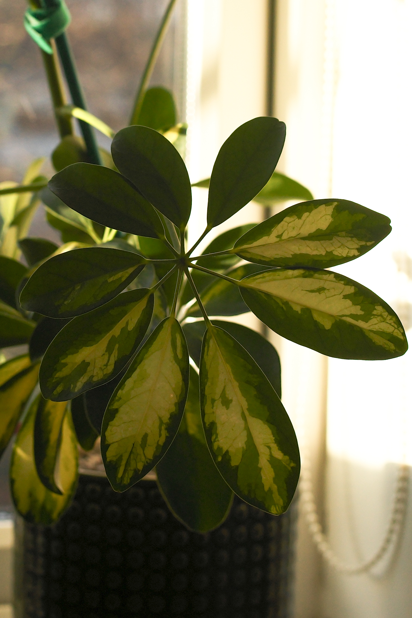 Leica M EV1: Η Απόλυτη M-Series Κάμερα που Θα σας Κάνει να Θέλετε να Ξεκινήσετε Φωτογραφία Άμεσα! A photo taken on a Leica M EV1 rangefinder-style camera