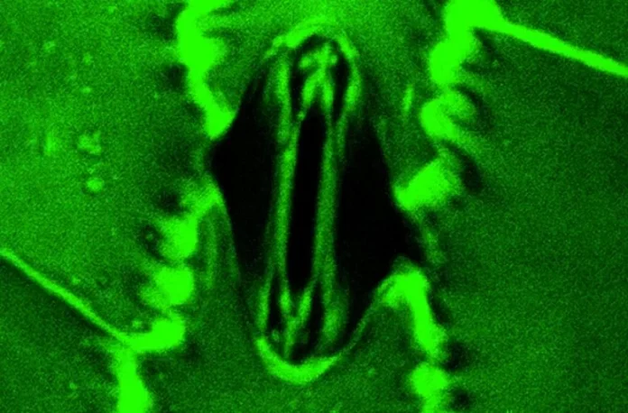 Οι επιστήμονες μπορούν πλέον να παρακολουθούν τα φυτά να «αναπνέουν» σε πραγματικό χρόνο