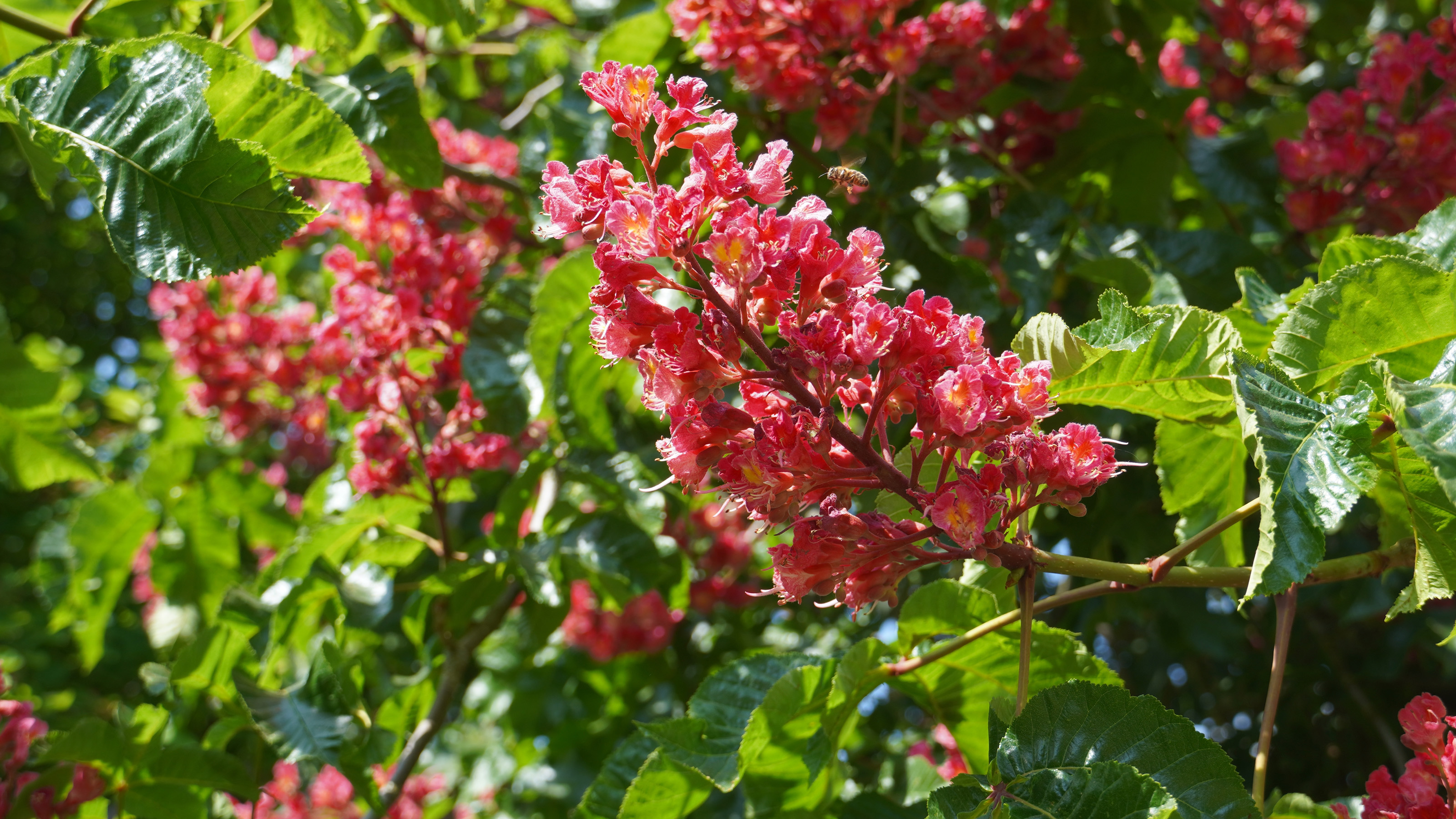 Red Buckeye