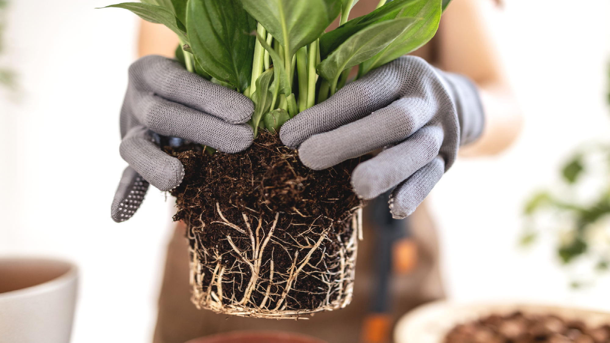 Το κρίνο της ειρήνης αφαιρέθηκε από το δοχείο