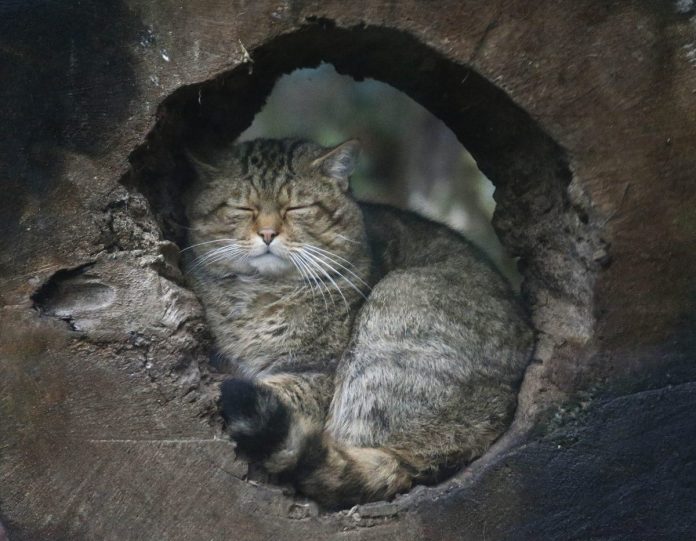 Αγριόγατα: Το «εξαφανισμένο» ζώο-φάντασμα που επέστρεψε από τις σκιές