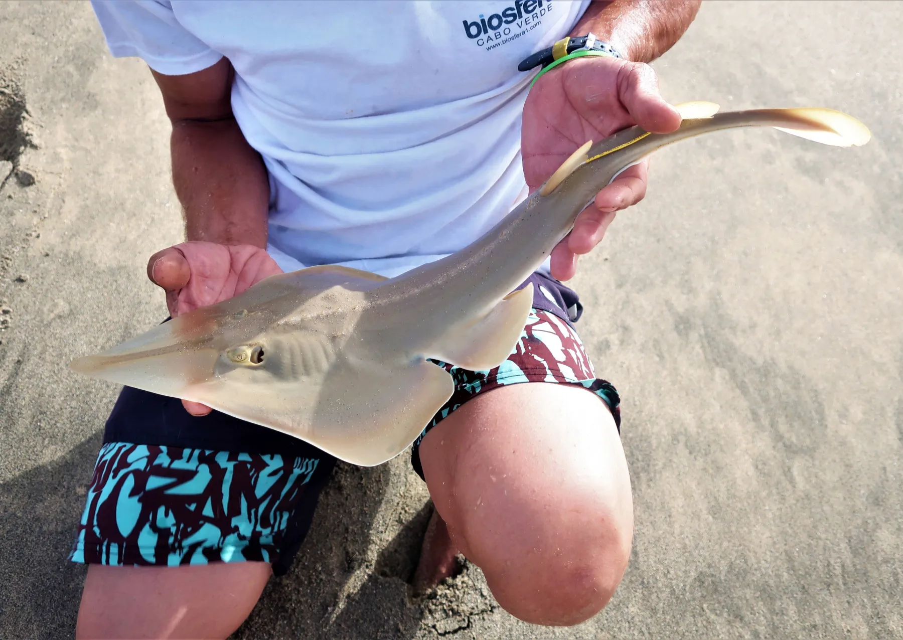 ένα ψάρι με πλατύ πρόσωπο