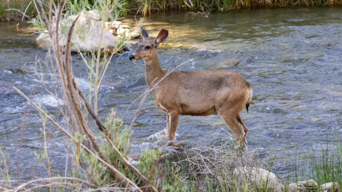 Τα σημάδια των ελαφιών λάμπουν πραγματικά | Λαϊκή Επιστήμη