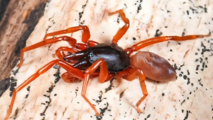 Κανάρια Νησιά: Πρωτοφανές θαύμα της φύσης – Αράχνη εξαφάνισε το μισό DNA της
