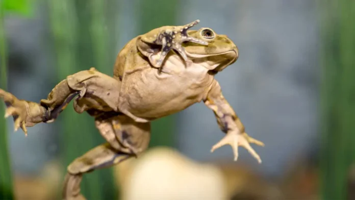 Πώς το διεθνές εμπόριο βατράχων του περασμένου αιώνα διέδωσε έναν θανατηφόρο μύκητα