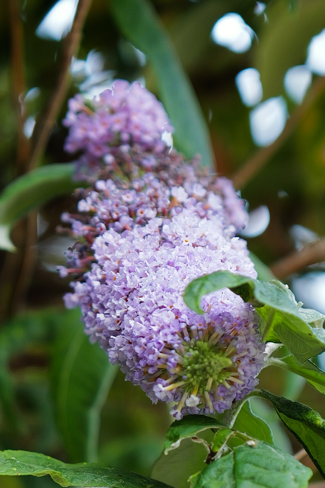 Ανακάλυψα το αμφιλεγόμενο Leica M EV1: Γιατί προτιμώ τον αγαπημένο μου με 4,5 αστέρια! Μια φωτογραφία ενός λουλουδιού που τραβήχτηκε σε κάμερα Leica Q3 43
