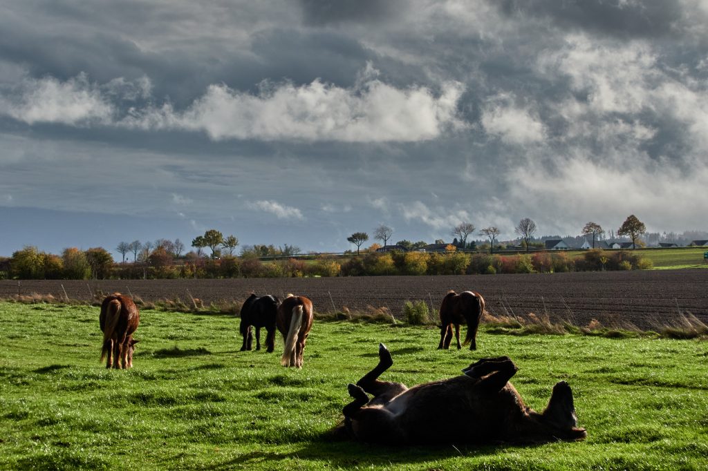 Ερευνητές ανακάλυψαν κάτι εκπληκτικό για τα άλογα που δεν γνωρίζαμε μέχρι σήμερα