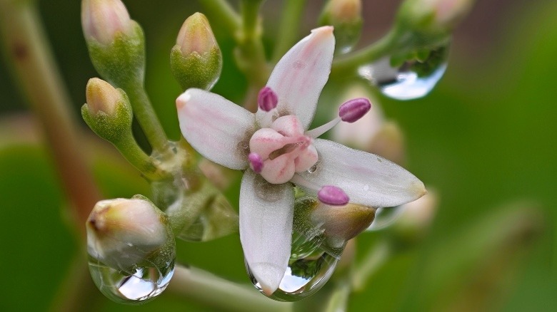 Honor Magic8 Pro Review: Hardware Champion 10x ζουμ στο Honor Magic8 Pro