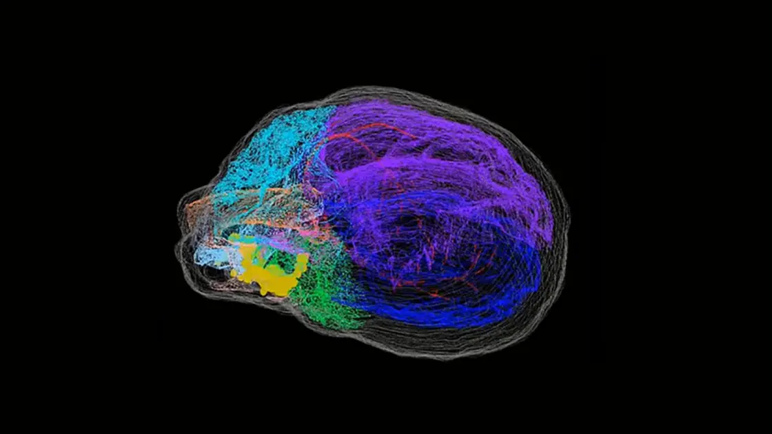 «Απίστευτο! Πώς ένα Μικροσκοπικό Νεύρο Κρύβει το Μυστικό για Μια Δυνατή Καρδιά!»