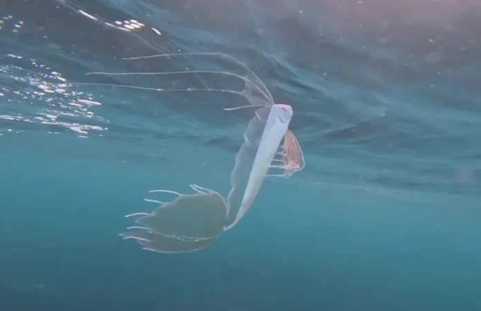 Μυθικό πλάσμα των ωκεανών εμφανίστηκε σε βάθος μόλις 4.6 μέτρων