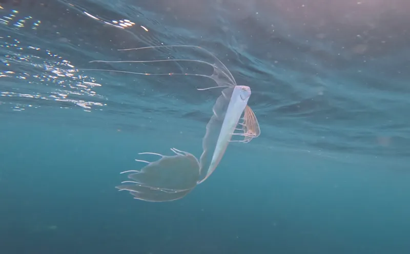 Μυθικό πλάσμα των ωκεανών