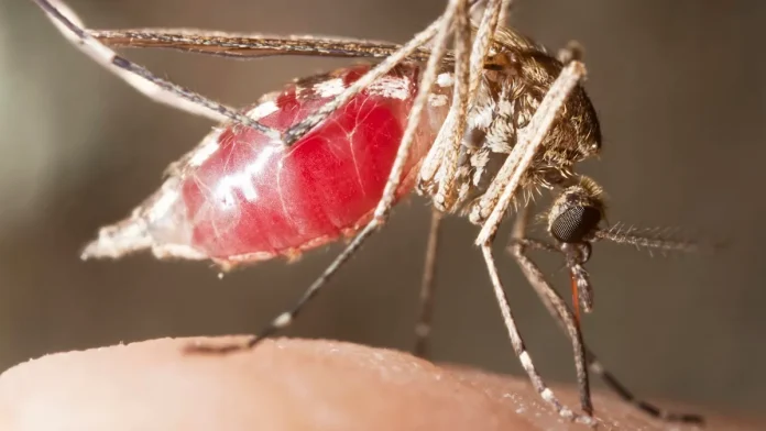 Χωρίς δάση, τα κουνούπια μετατρέπονται σε ανθρώπινο αίμα