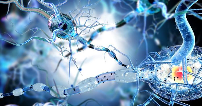 Η AI εντόπισε δύο «κρυφούς» βιολογικούς τύπους που αλλάζουν τα δεδομένα