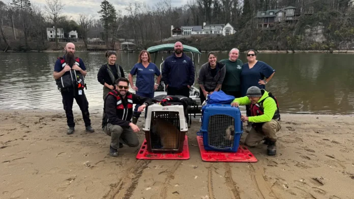 Εγκαταλελειμμένοι χοίροι διασώθηκαν στα νησιά Looney του Τενεσί