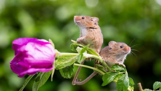 Τι συμβαίνει όταν ποντίκια εργαστηρίου απελευθερώνονται στο λιβάδι