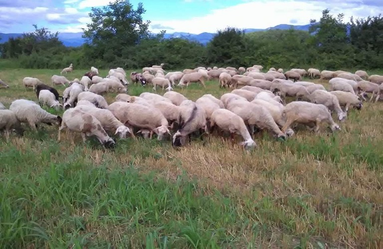 ευλογιά προβάτων