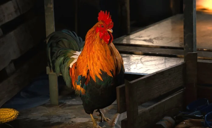 Όλα τα items που χρειάζεστε ανά level για να κάνετε upgrade το Scrappy the Rooster στο ARC Raiders