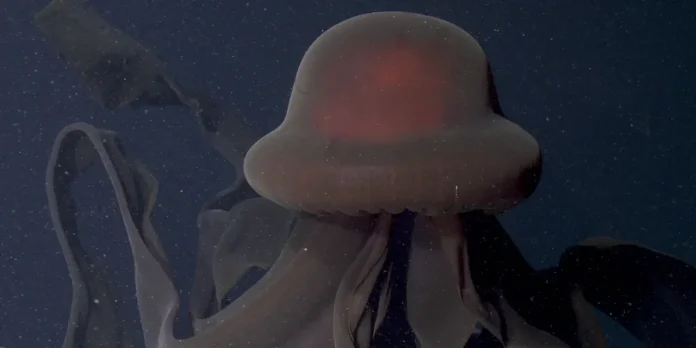 Υπάρχει ένα πλάσμα στον ωκεανό με άκρα που ξεπερνουν τα 10 μέτρα και το έχουμε σε βίντεο