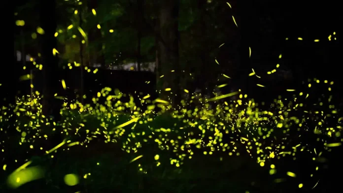 Ανακαλύψαμε τη Γλώσσα των Εξωγήινων: Το Μυστήριο του Φωτός!