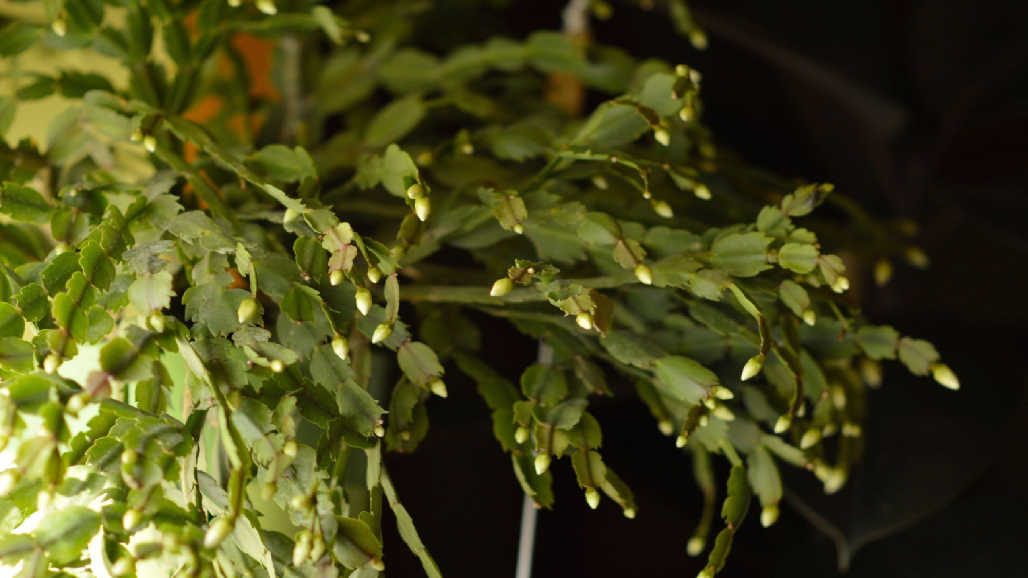 Χριστουγεννιάτικος Κάκτος