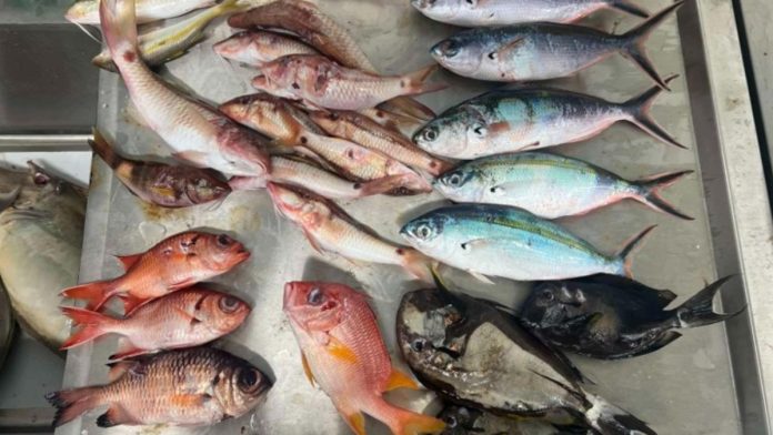 Μικροπλαστικά στο ένα τρίτο των ψαριών που ερευνήθηκαν στον Ειρηνικό