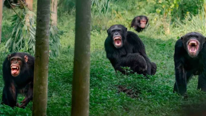 «Σοκαριστική Εμφύλια Σύγκρουση Χιμπαντζήδων Ανατρέπει Θεωρίες!»