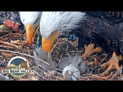 Μικρογραφία Big Bear Bald Eagle Live Nest - Cam 1