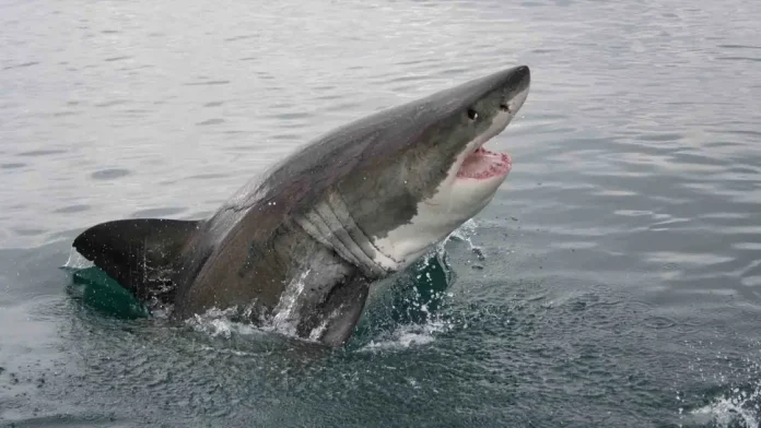 Τεράστιος καρχαρίας εγκλωβίστηκε στα ρηχά και λουόμενοι έτρεξαν να τον σώσουν (ΒΙΝΤΕΟ)