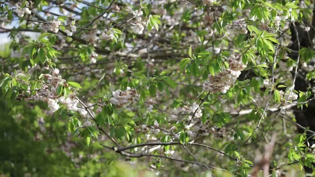 Leica SL3 S — Δείγμα βίντεο - YouTube