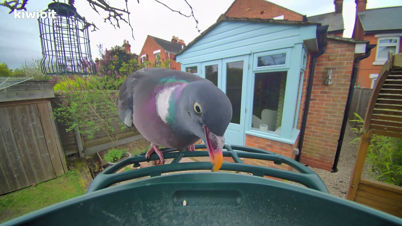 Kiwibit Bird Feeder: Wood Pigeon - YouTube