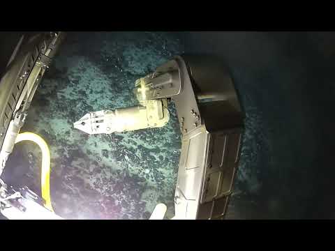 극지연, 남극 심해 생명체 직접 캤다 μικρογραφία