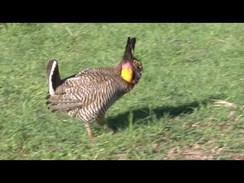 Attwater's Prairie Chicken "Άνθηση" Εμφάνιση μικρογραφίας