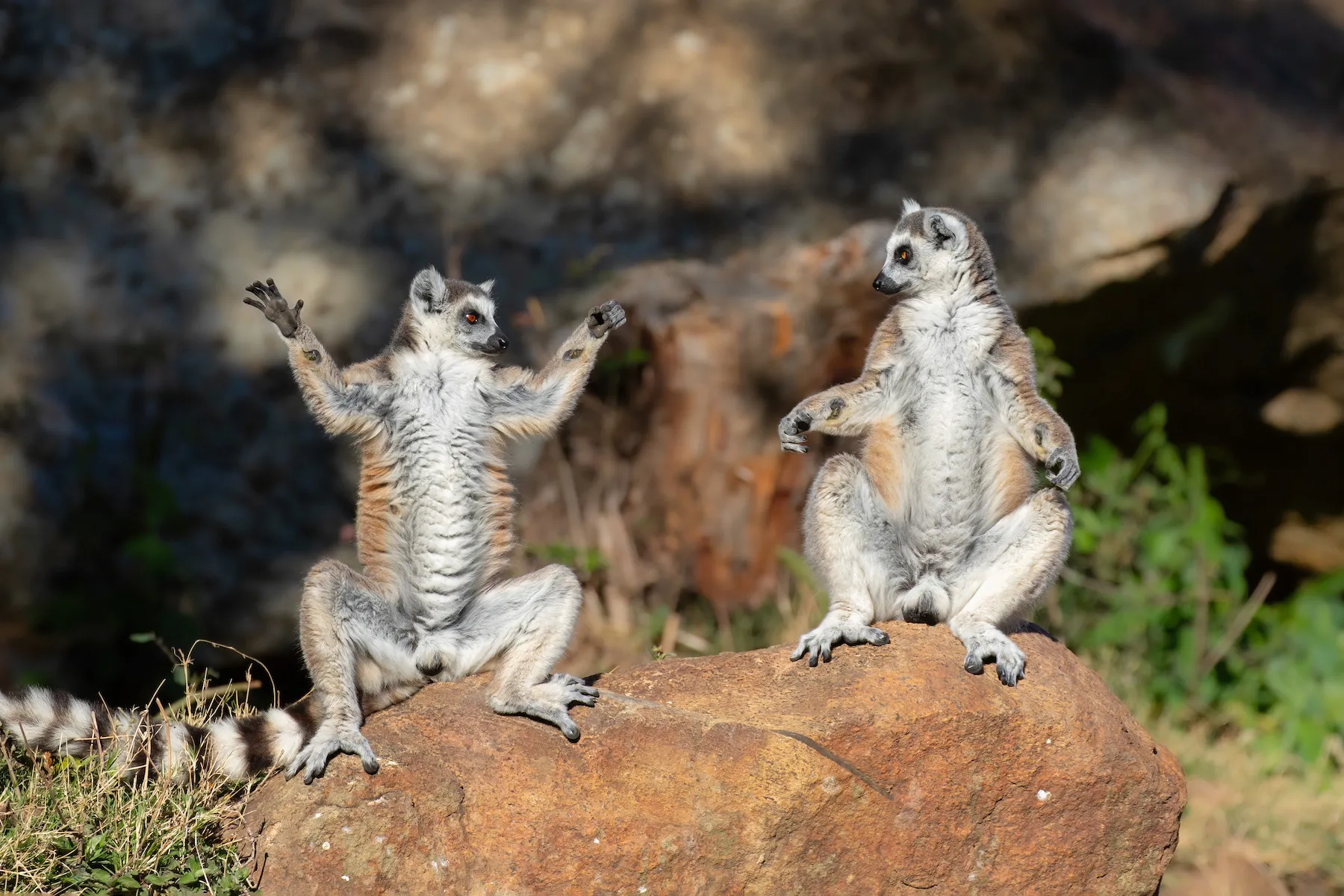 The Comedy Wildlife Photography Awards 2025 Andrey Giljov St. Petersburg Russian Federation Title: Welcome to Zen Lemur Yoga Course! Description: Instructor Lemur demonstrates perfect enthusiasm, reaching high to embrace the universe. Student Lemur contemplates whether enlightenment is worth this much effort before breakfast. Flexibility? Optional. Dramatic flair? Mandatory." Animal: Ring-tailed lemur (Lemur catta) Location of shot: Anja Community Reserve, Madagascar