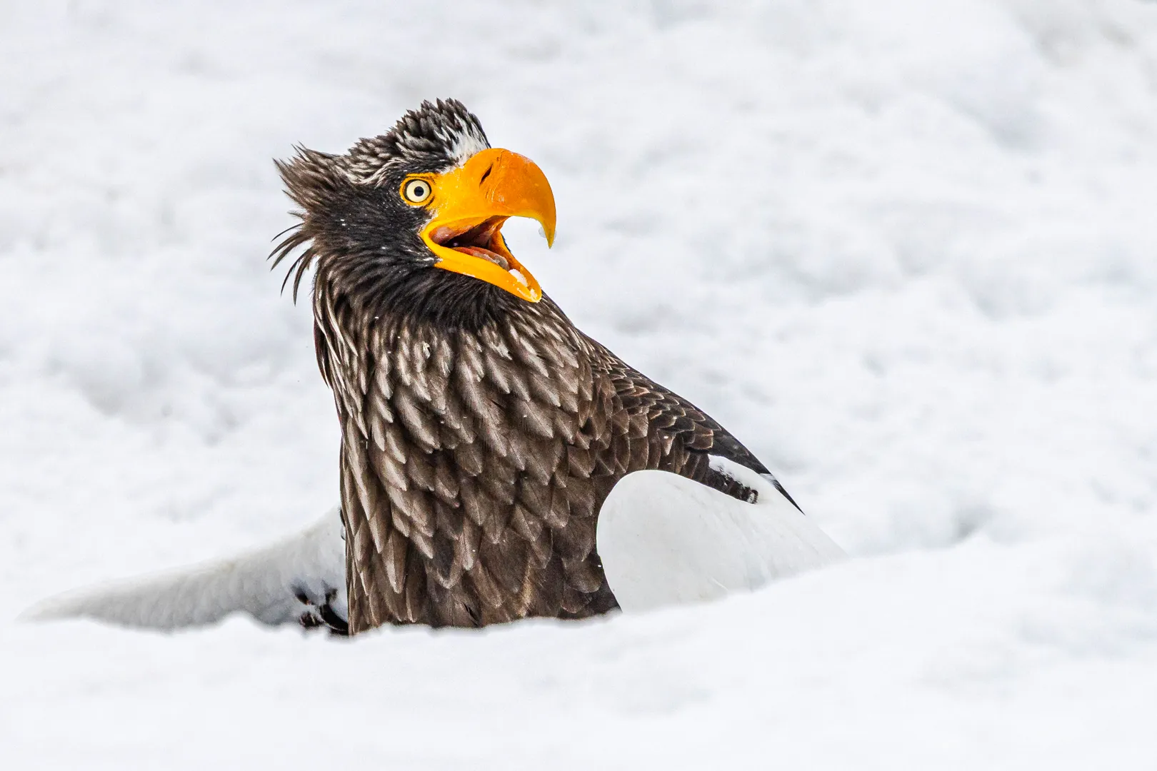 The Comedy Wildlife Photography Awards 2025 Annette Kirby Whyalla Australia Title: Go away Description: This was taken in Japan where I was observing a White-Tailed Sea Eagle putting their fish in a hole and protecting it. This one had a fish and saw another Eagle coming in to try and steal it. Animal: White Tailed Sea Eagle Location of shot: Hokkaido Japan