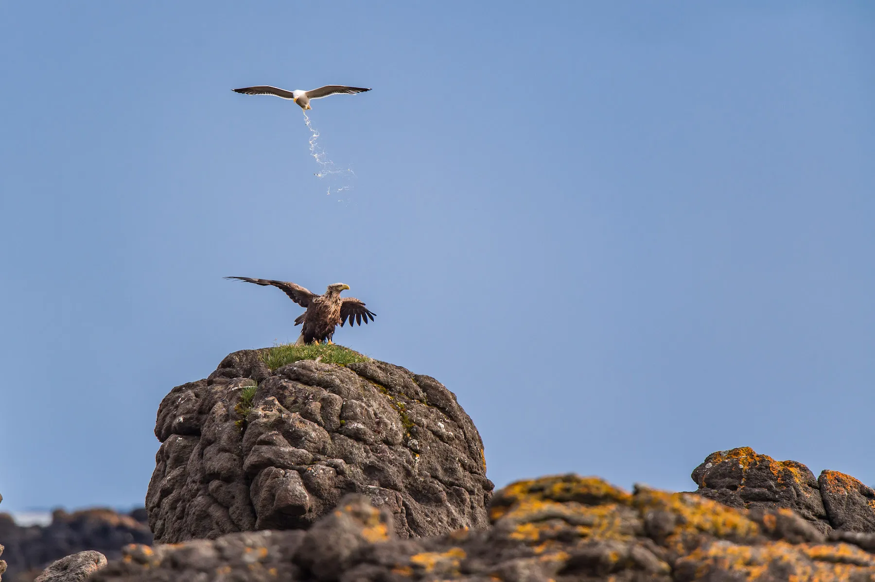 The Comedy Wildlife Photography Awards 2025 Antoine Rezer Bonne France Title: Territorial Defence Operation Description: Rest day in Iceland after a scientific field session of 5 weeks in Greenland. White tailed eagle was harassed by a goeland ! Animal: white tailed eagle and goeland Location of shot: NW Iceland