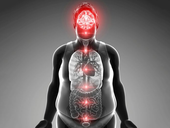 Ανακάλυψη που καταπολεμά την παχυσαρκία μέσω του εγκεφάλου!