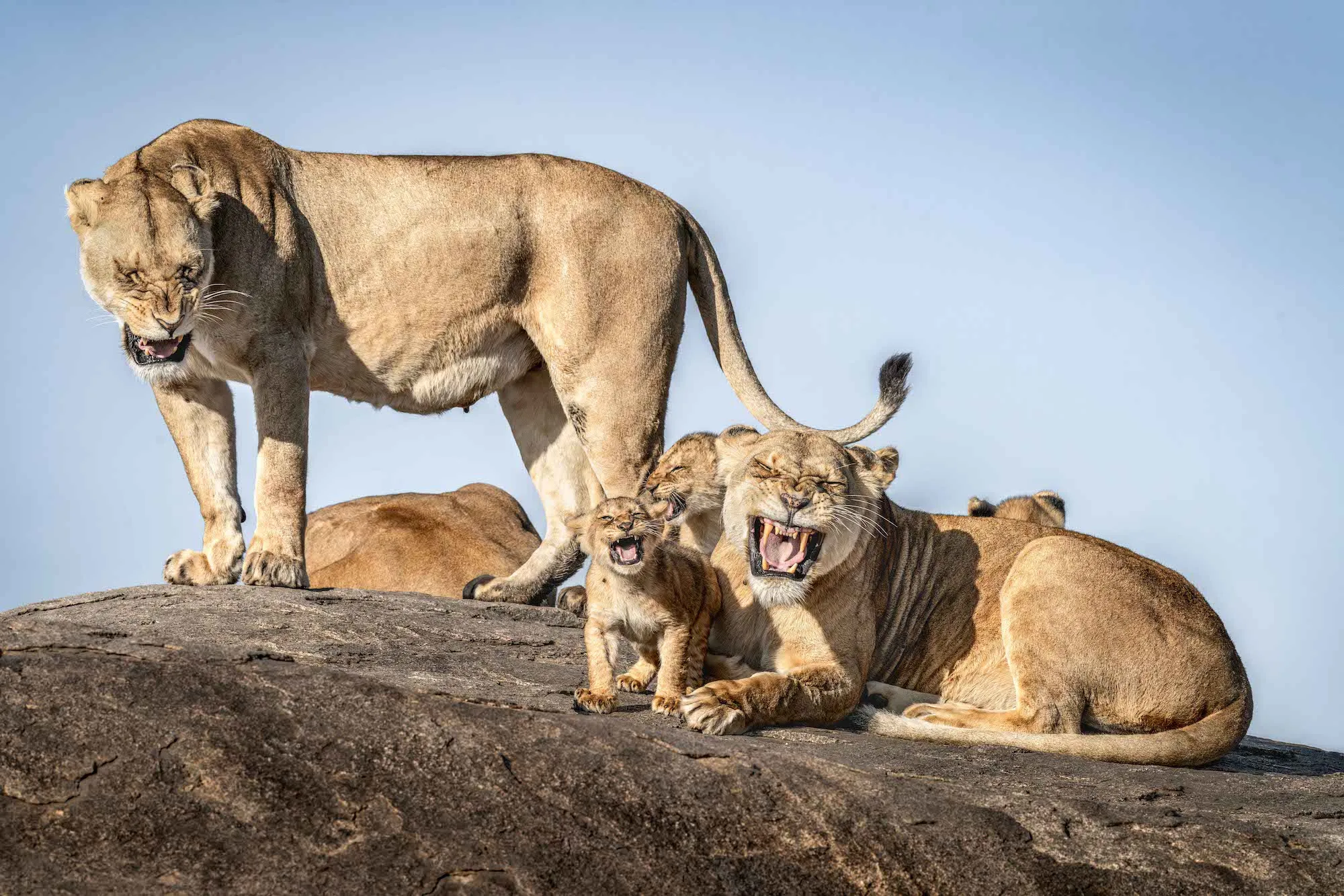 The Comedy Wildlife Photography Awards 2025 Bret Saalwaechter Tracy United States Title: I Just Can't Wait To Be King Description: While photographing a pride of lions in the Serengeti, I watched as a group of cubs channeled their innter toddler tantrum, relentlessly demanding milk and attention from their mother, much to the exasperation of the adult lions. Life in the dry season is no picnic—lions are anxiously waiting for the Great Migration and the feast it promises—but it makes for some incredible wildlife behavior and these cubs were the stars of the show. For over an hour, they followed their mother around a famous Serengeti kopje—those iconic rocky outcrops that dot the landscape—alternating between trying to suckle and play. Each time the mother, already in a foul mood from the sweltering heat, would give a quick roar of disapproval and escape the circus. But the cubs, like any persistent little ones, would chase her down, nipping at her and yelping for more attention. This back-and-forth drama played out again and again, until I captured the perfect moment: the entire pride, in perfect unison, seemed to say, “Not this again!” Animal: Lion Location of shot: Serengeti National Park, Tanzania