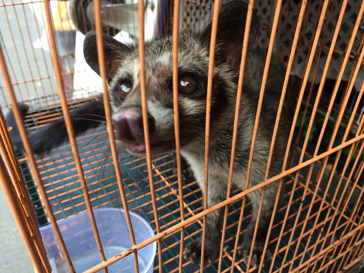 Άγρια μοσχογαλή προς πώληση σε αγορά της Ινδονησίας (Wolf Gordon Clifton / Animal People, Inc.)