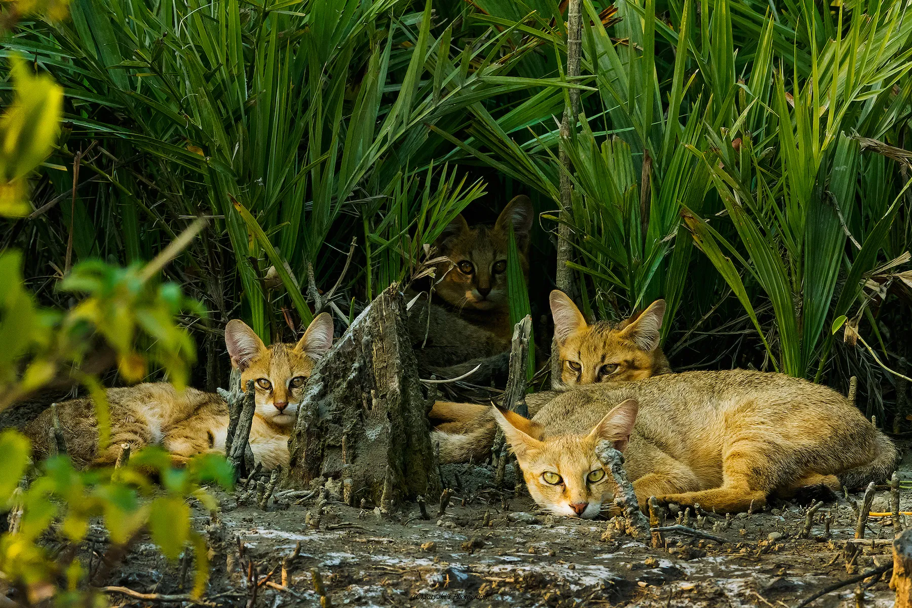 άγριες γάτες