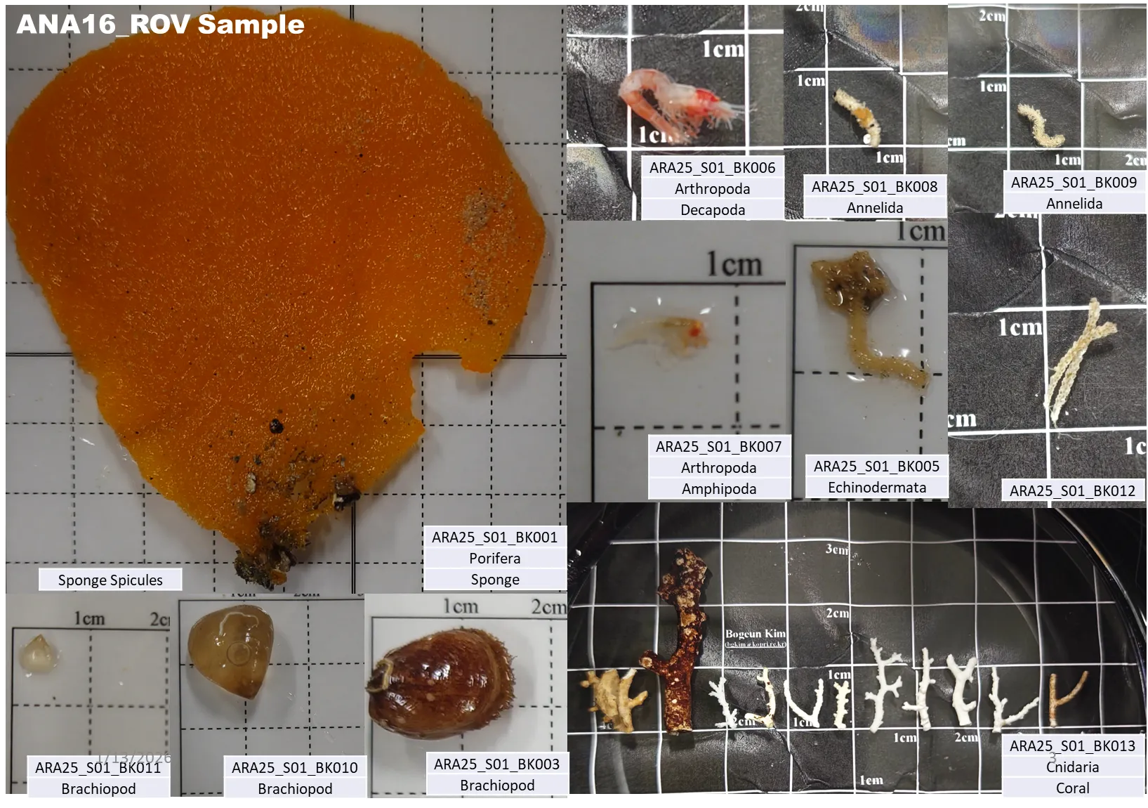 Συλλογή βιολογικών δειγμάτων