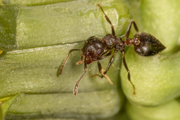 Η αρχαία συμμαχία μυρμηγκιών-φυτών καταρρέει καθώς εισέρχονται αρπακτικές σφήκες