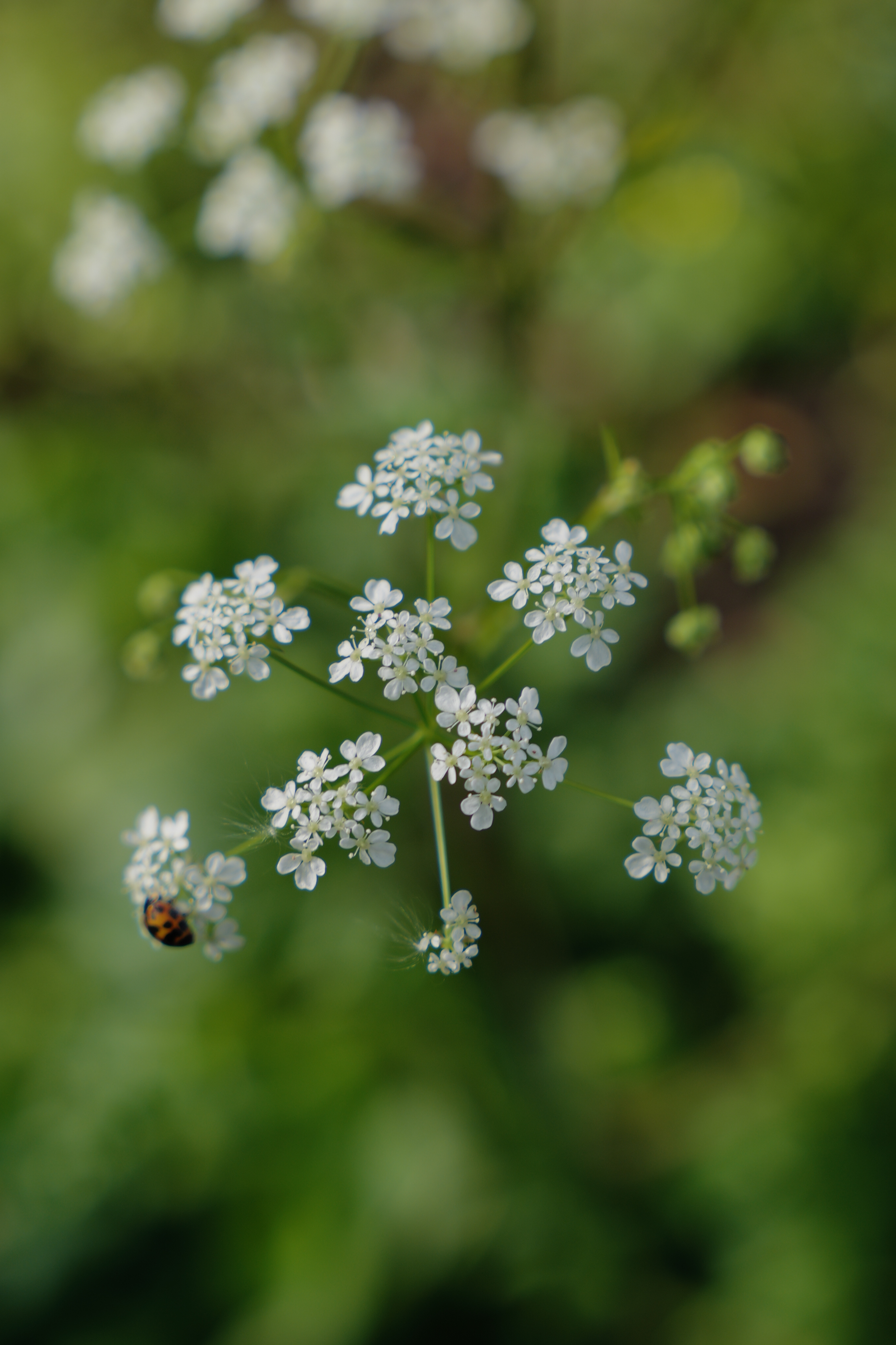 Μια φωτογραφία που τραβήχτηκε σε μια Leica SL3-S mirrorless κάμερα